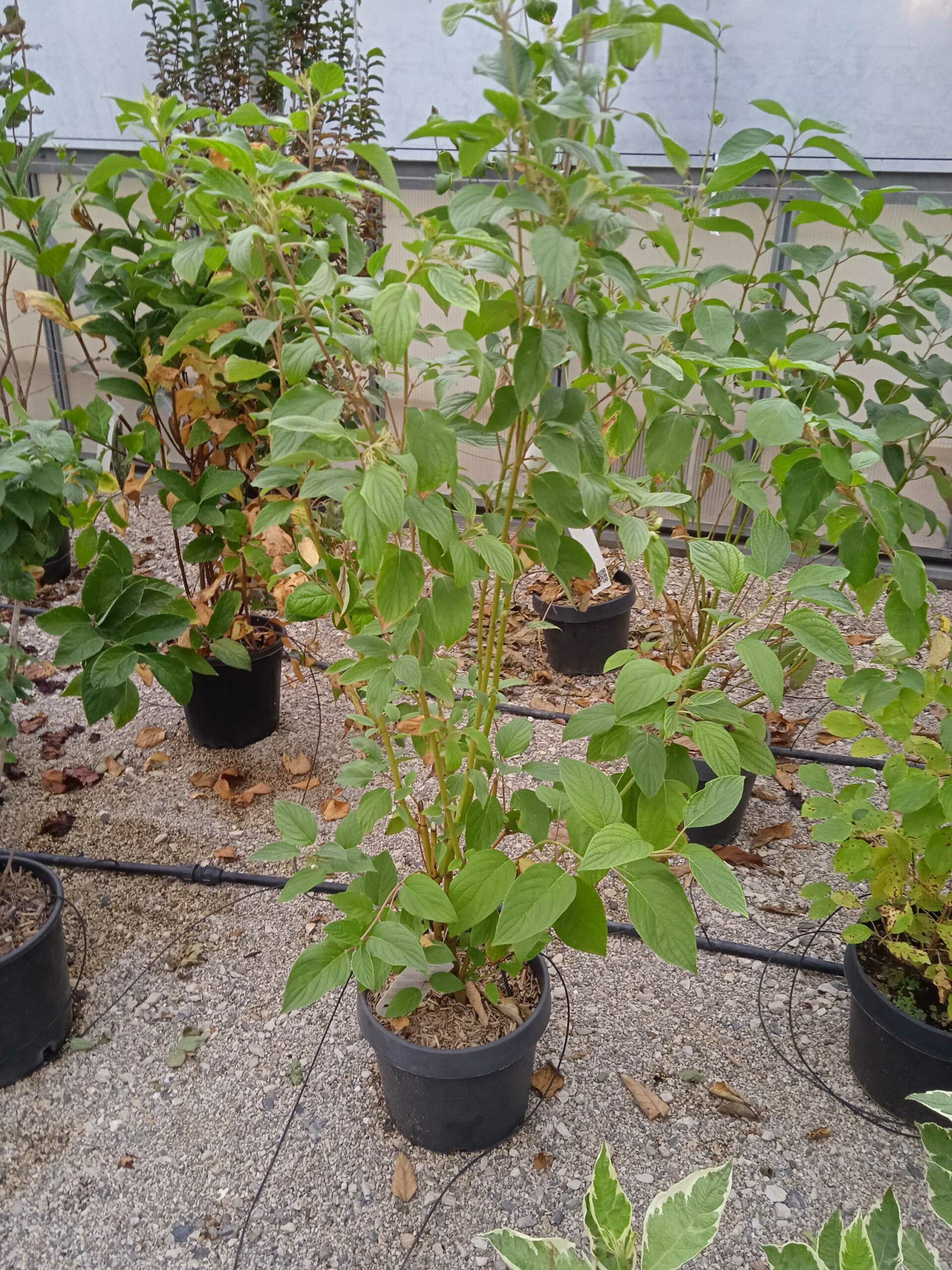 1662191290 scaled 522c3780