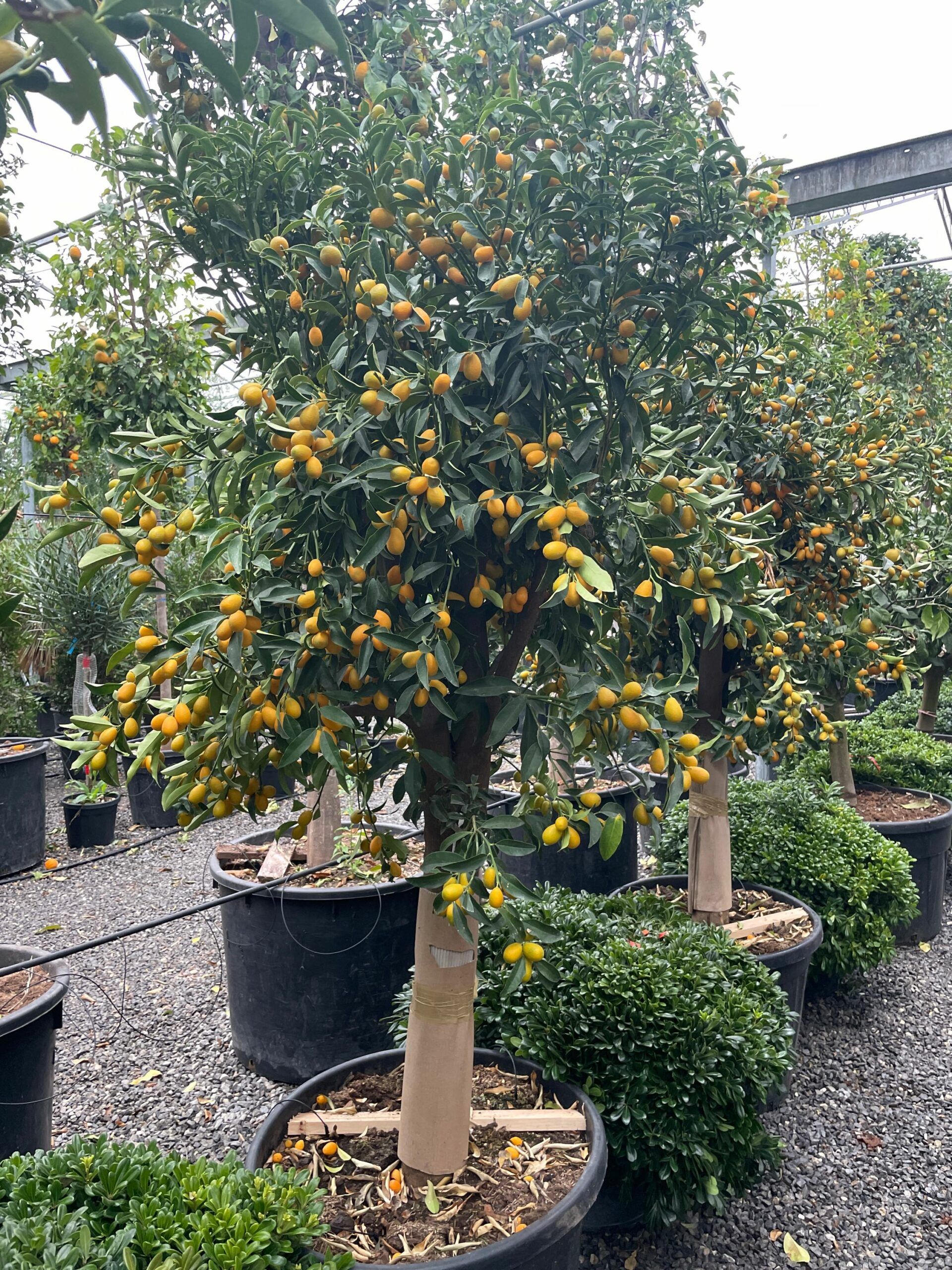 1670577200 scaled 523e0262