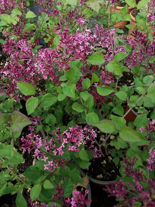syringa dark purple 3 5267957e