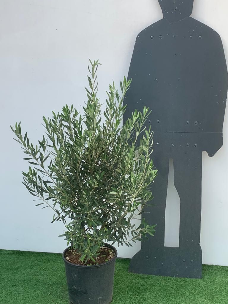 1610879086 1ecbae51 6ab3 4fc0 8ad5 43118a4866eb 539c151a