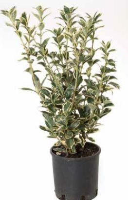 1614102039 euojabrc3 040 060 53a53e2b