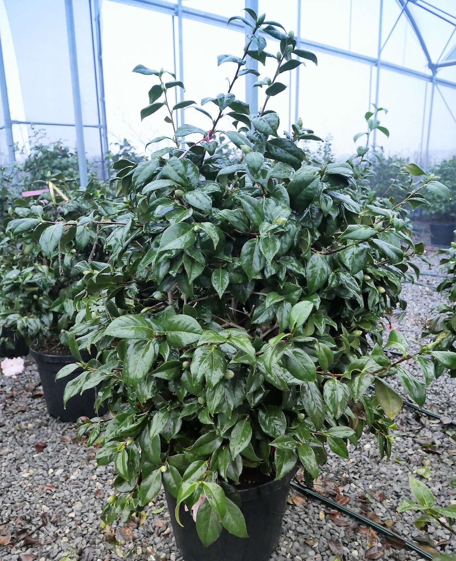 1614154836 2 Camellia japonica Ester Moon Rose New Clt 30 35 080 100 50 00 539c719d