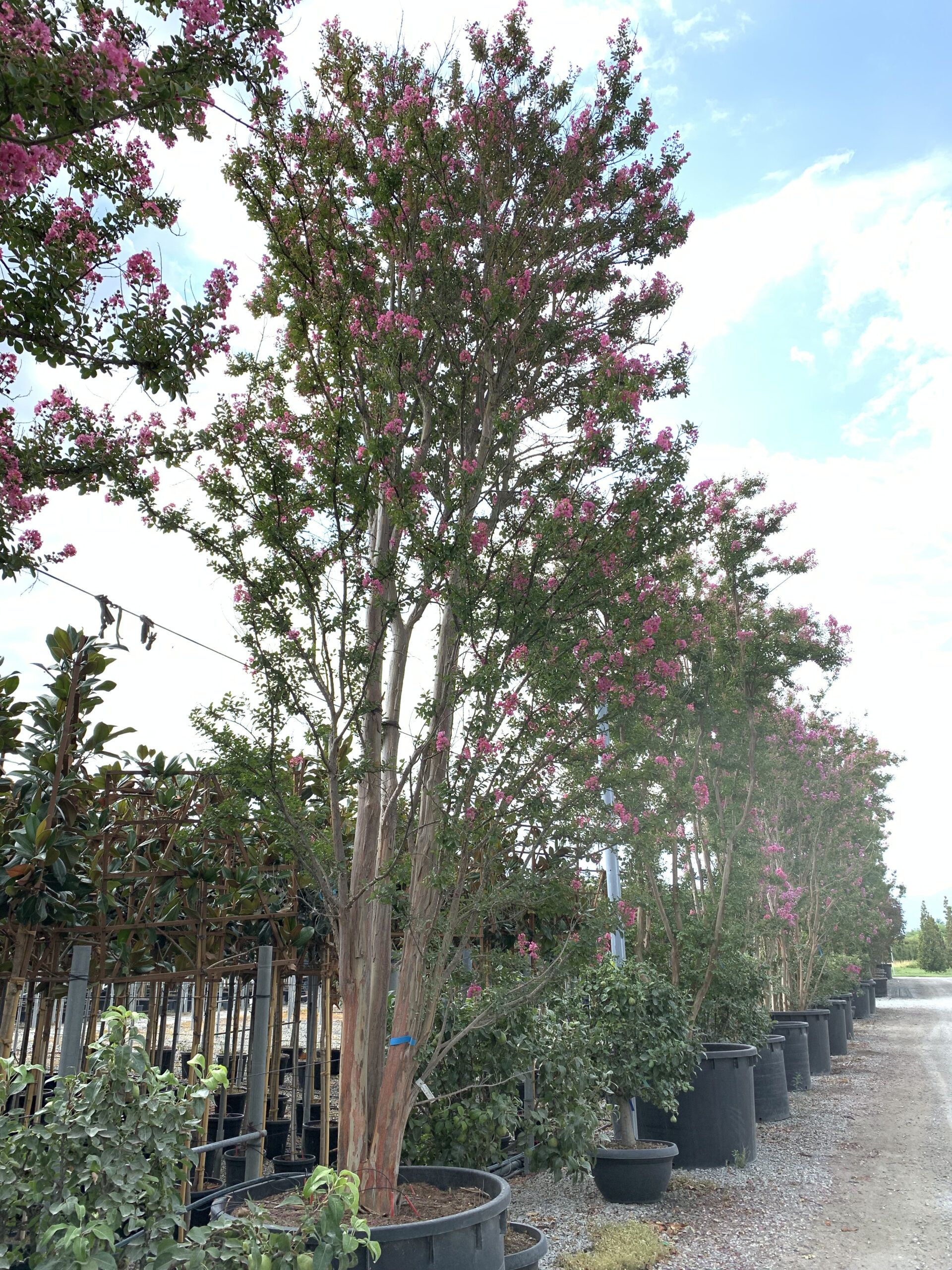 1660232720 scaled 54237431