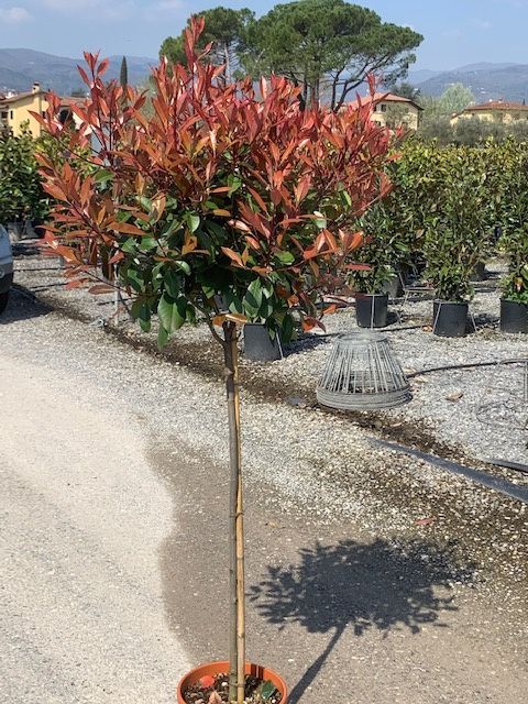 1678258672 Red Robin half std 10L 1.00mt clear stem 54a295a8