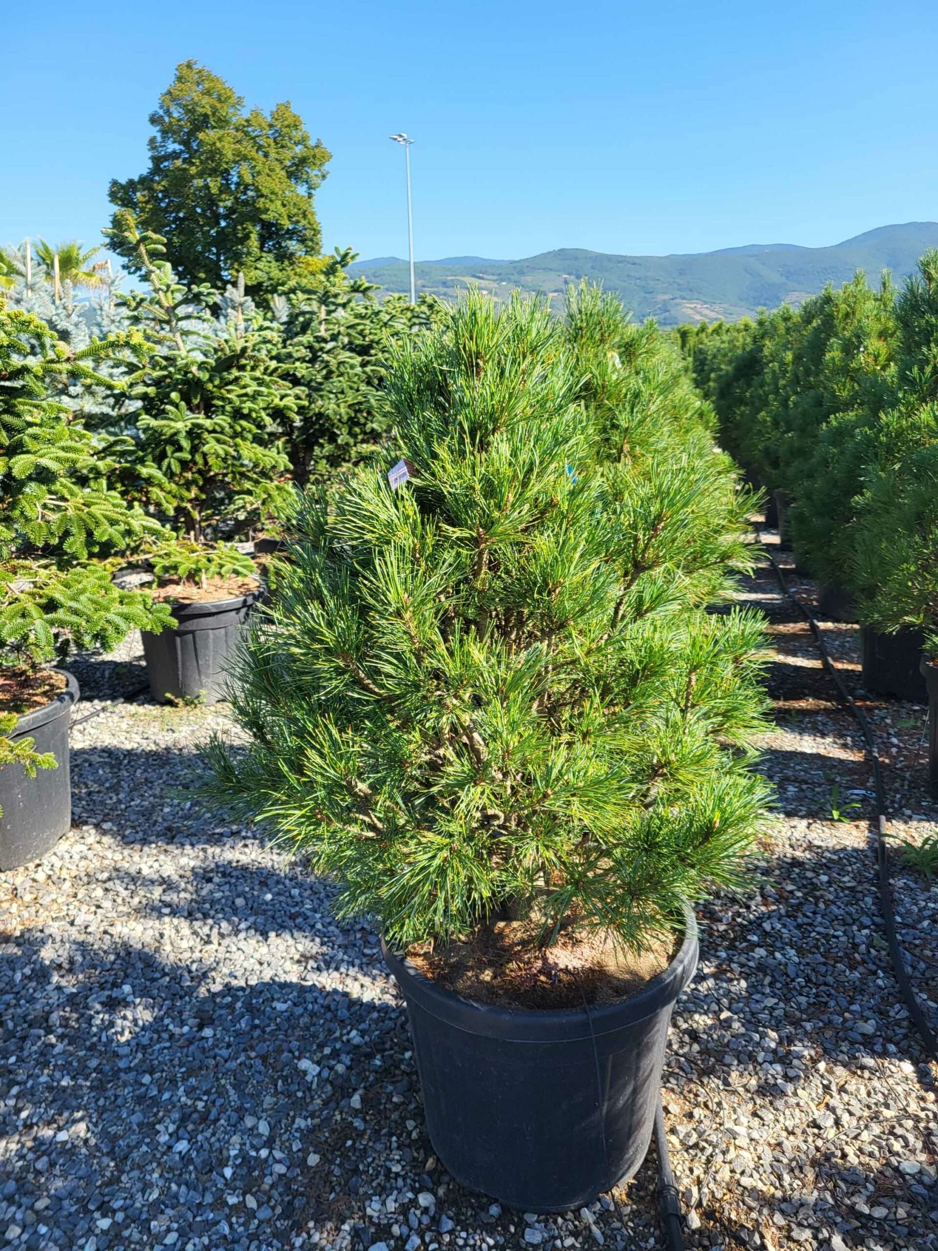 1691653063 scaled 5487b5cc