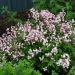 DEUTZIA 'Yuki Cherry Blossom' ®