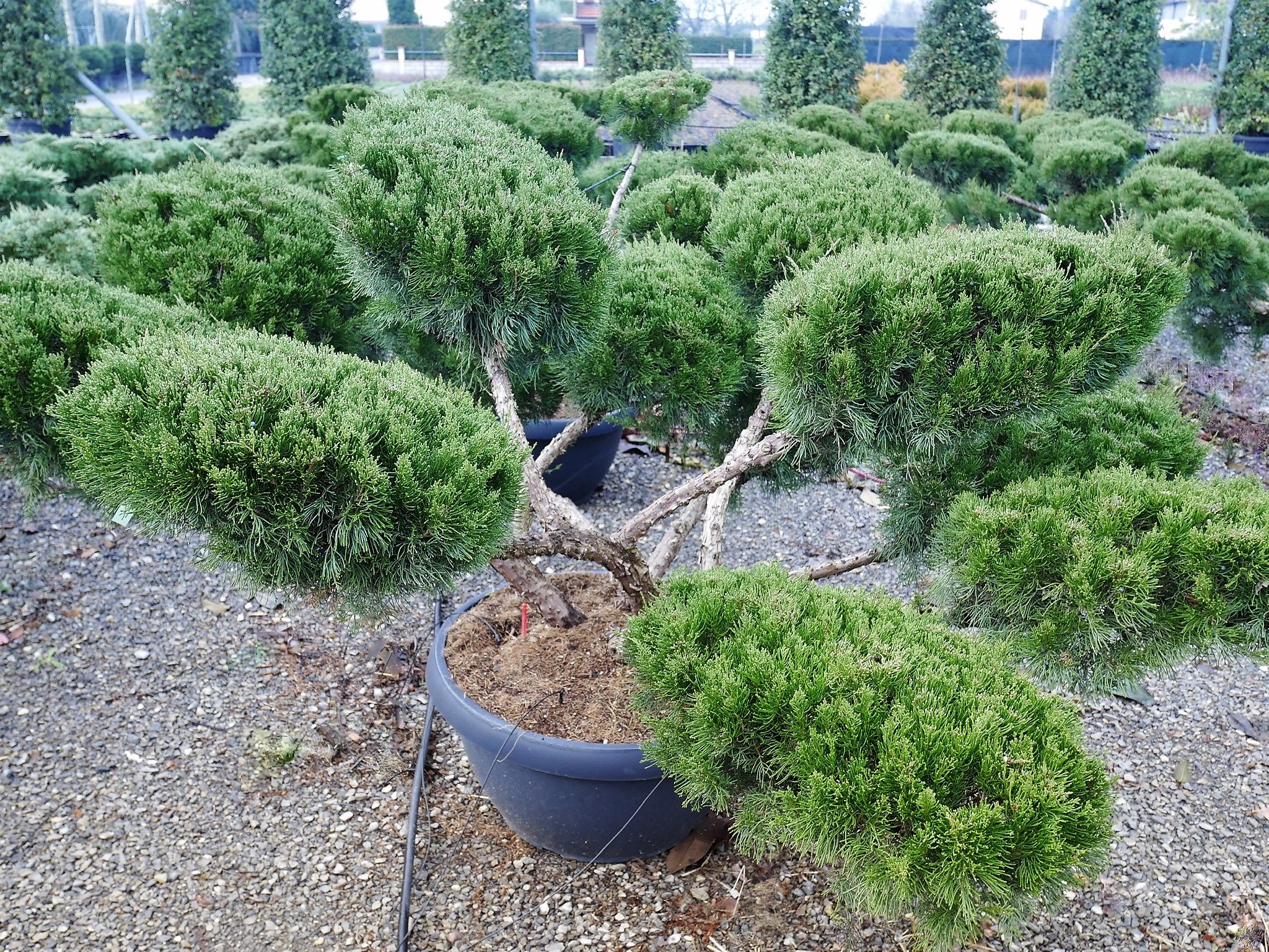 1614165035 7 Juniperus chinensis Mint Julep Coupe 70 Pompons 140 160 large 450 00 55a414da