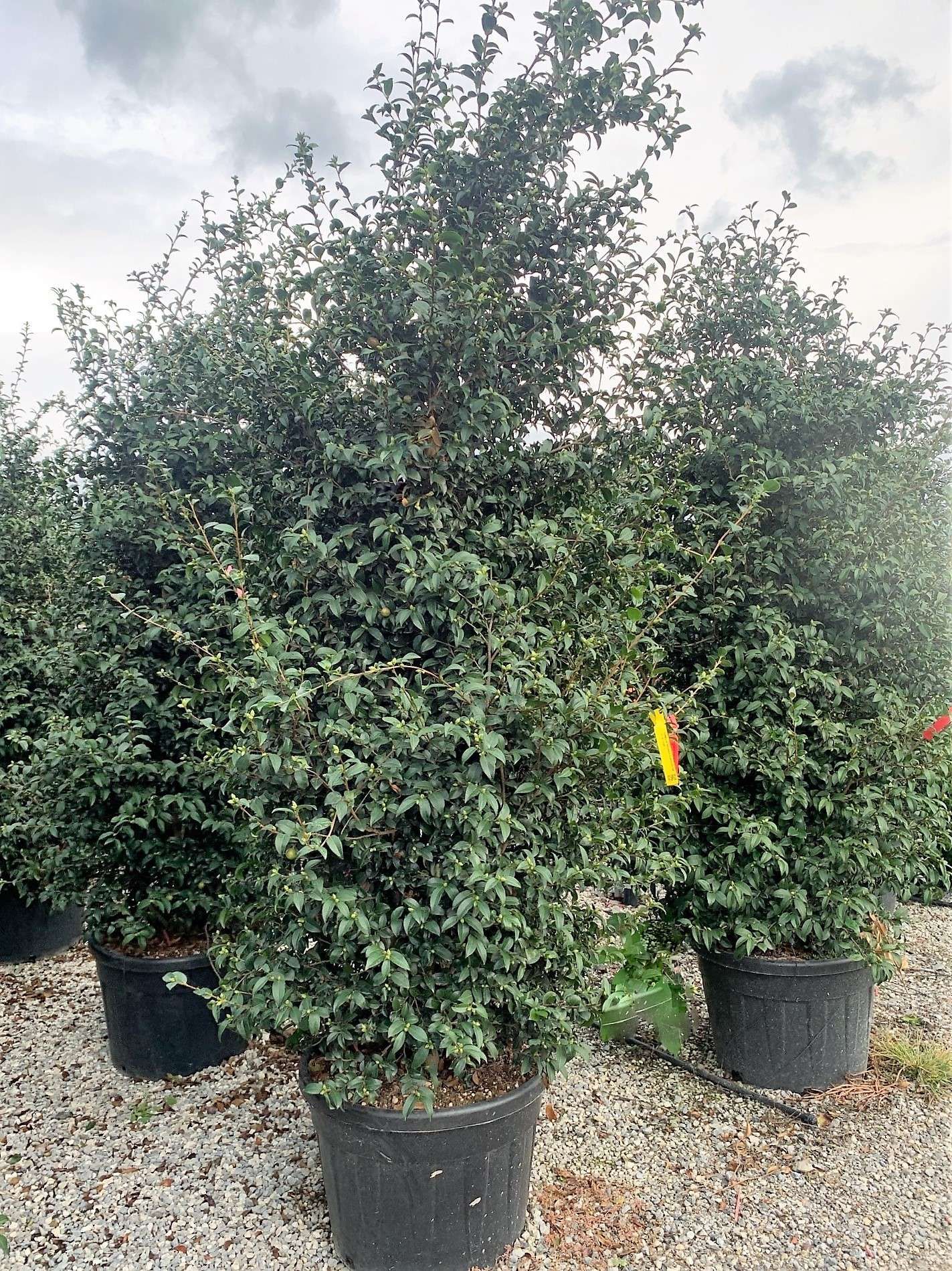 1633935044 PLANTATION PINK C90 175 200 55bab673