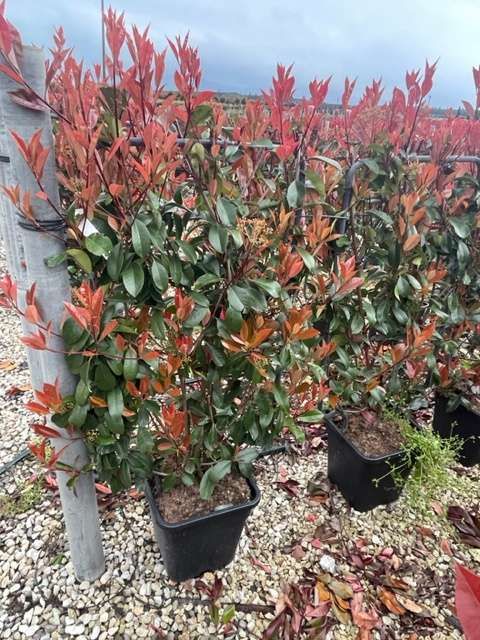 1680428600 IMG 6997 55c4ed88