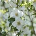Philadelphus Petite Perfume White 12 scaled 557ea3be