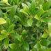 pittosporum x little hedge feuillage 55961258