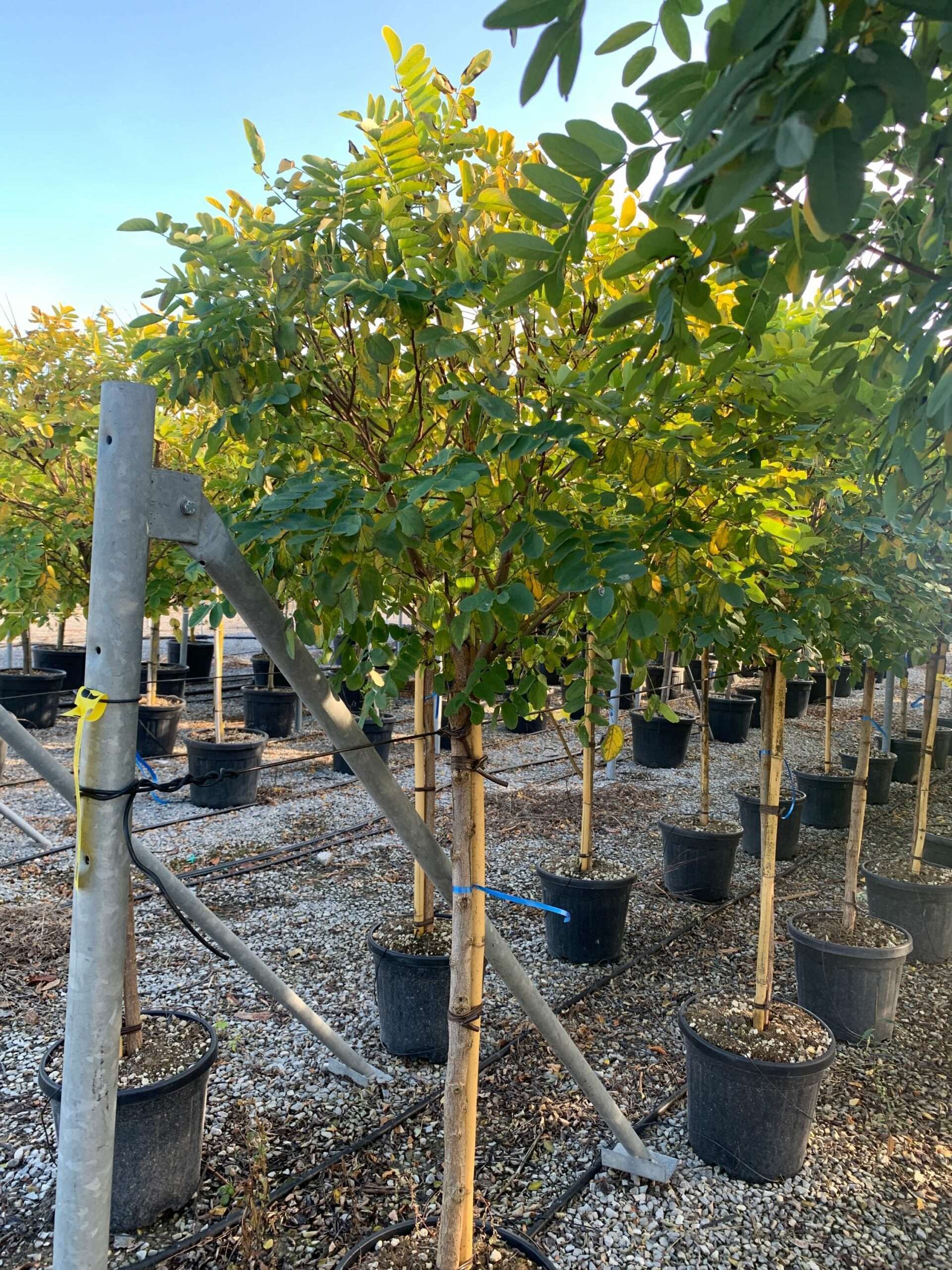 1635429269 scaled 56903920