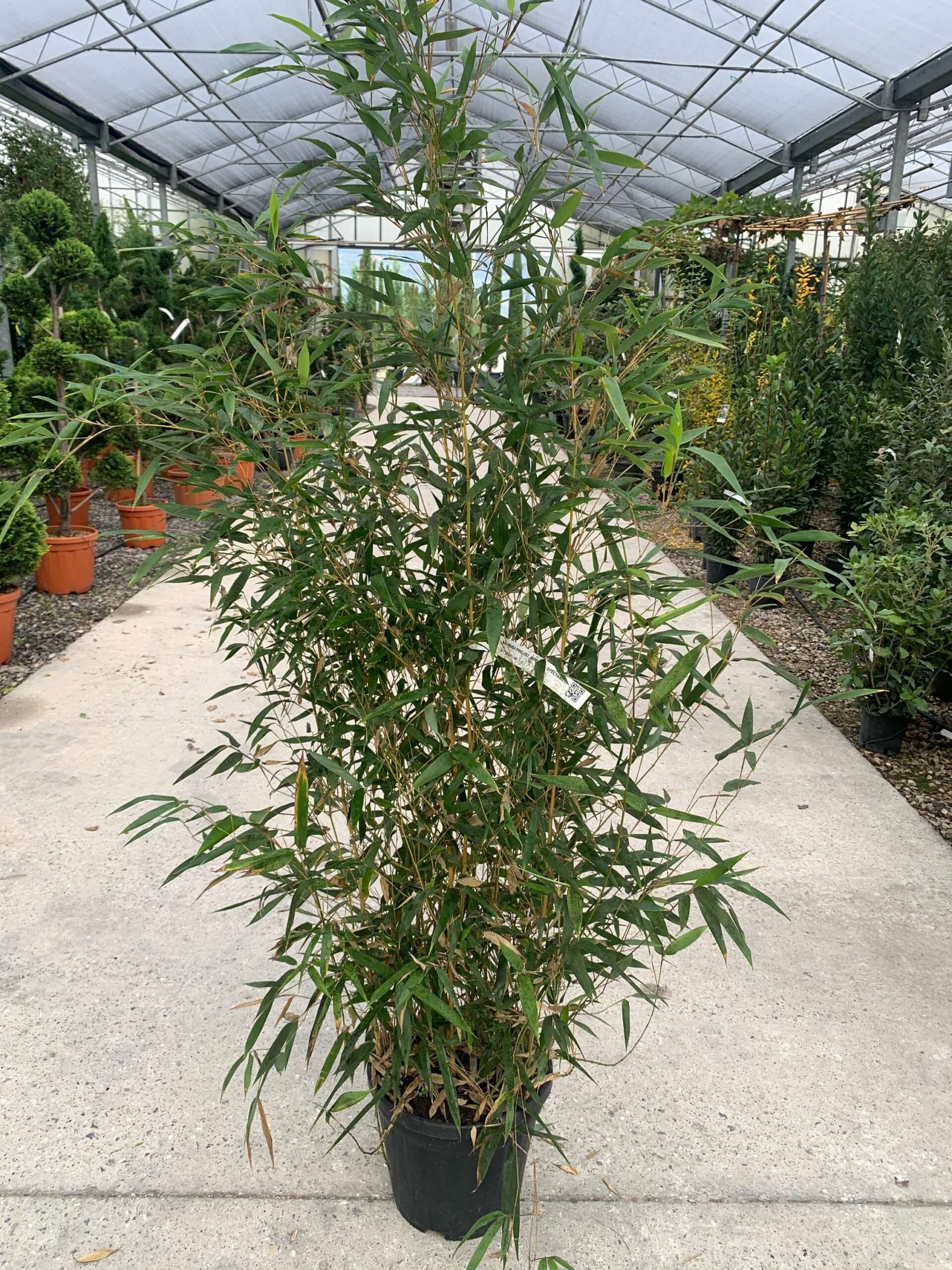 1637575993 scaled 56cf8253