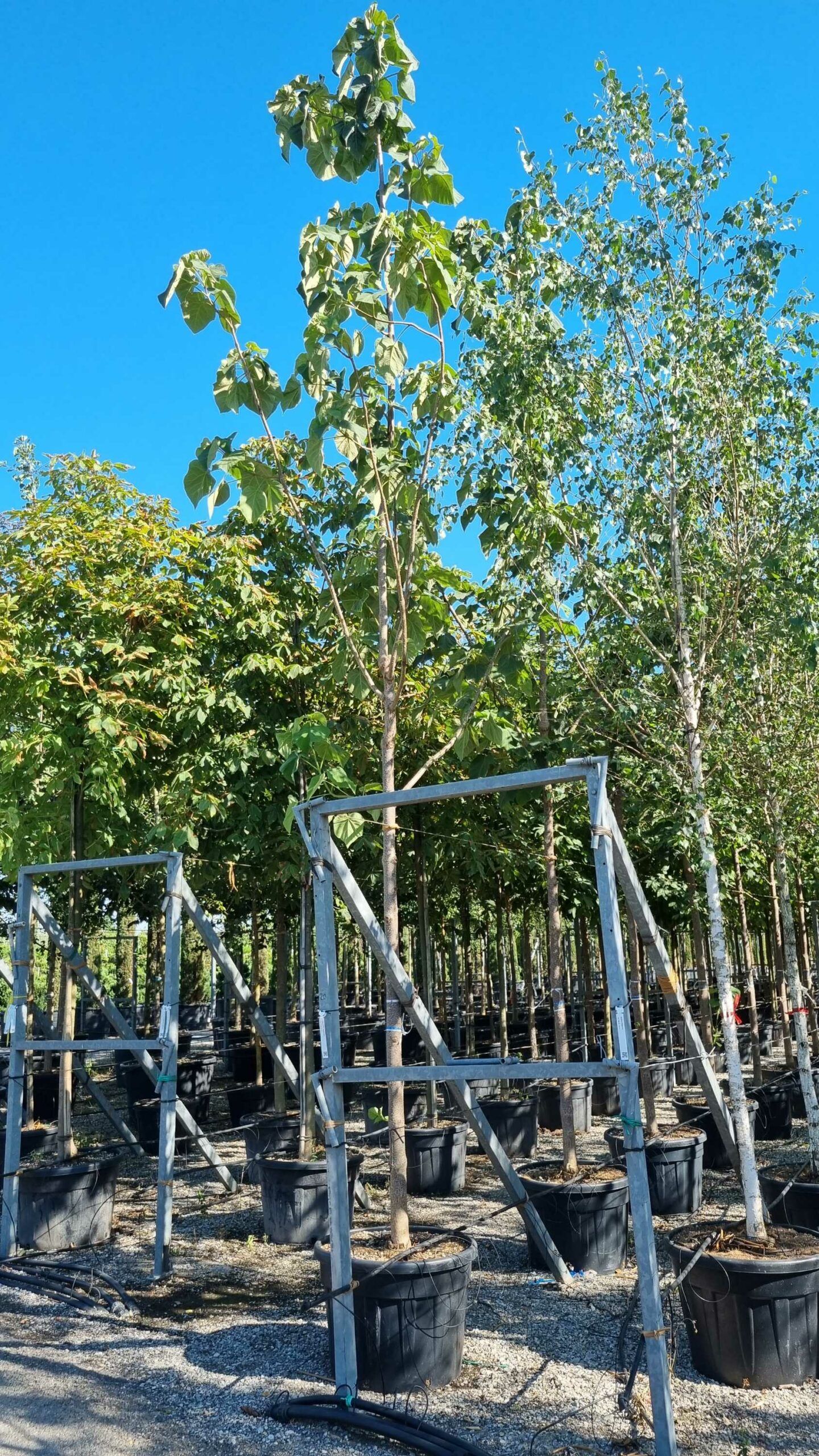 1657898740 scaled 56815f3b