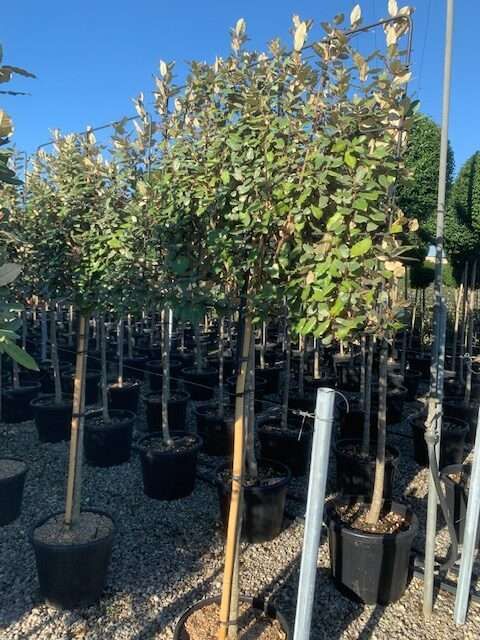 1605614880 IMG 3014 rotated 57592720