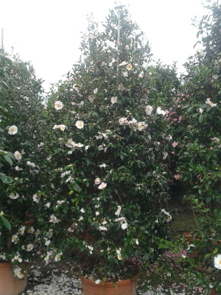 1612438932 Camellia sasanqua 3mt 1 57e2d905