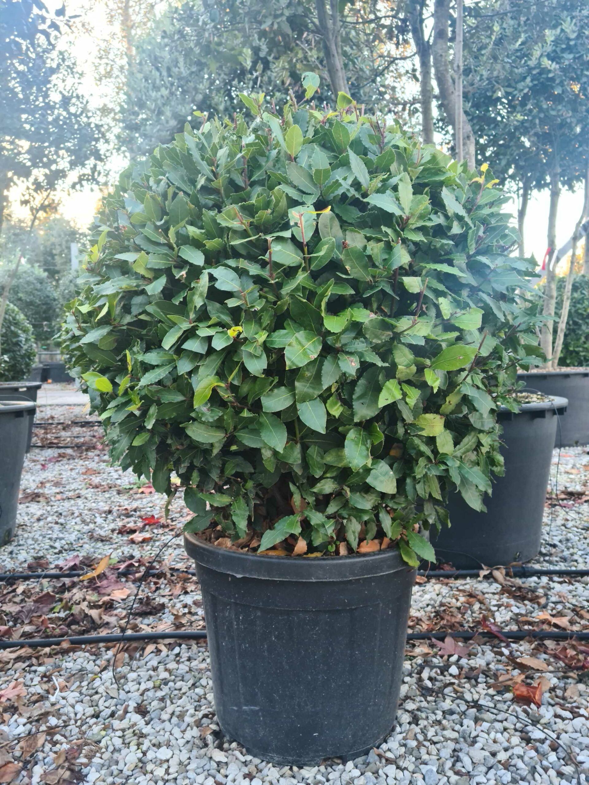 1639407478 scaled 57d37abb