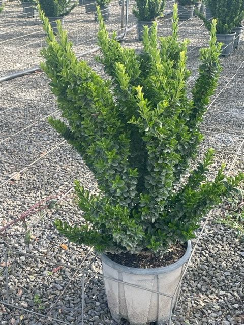 1682667707 Euonymus Benkomasaki clt18 080 100 5716773a