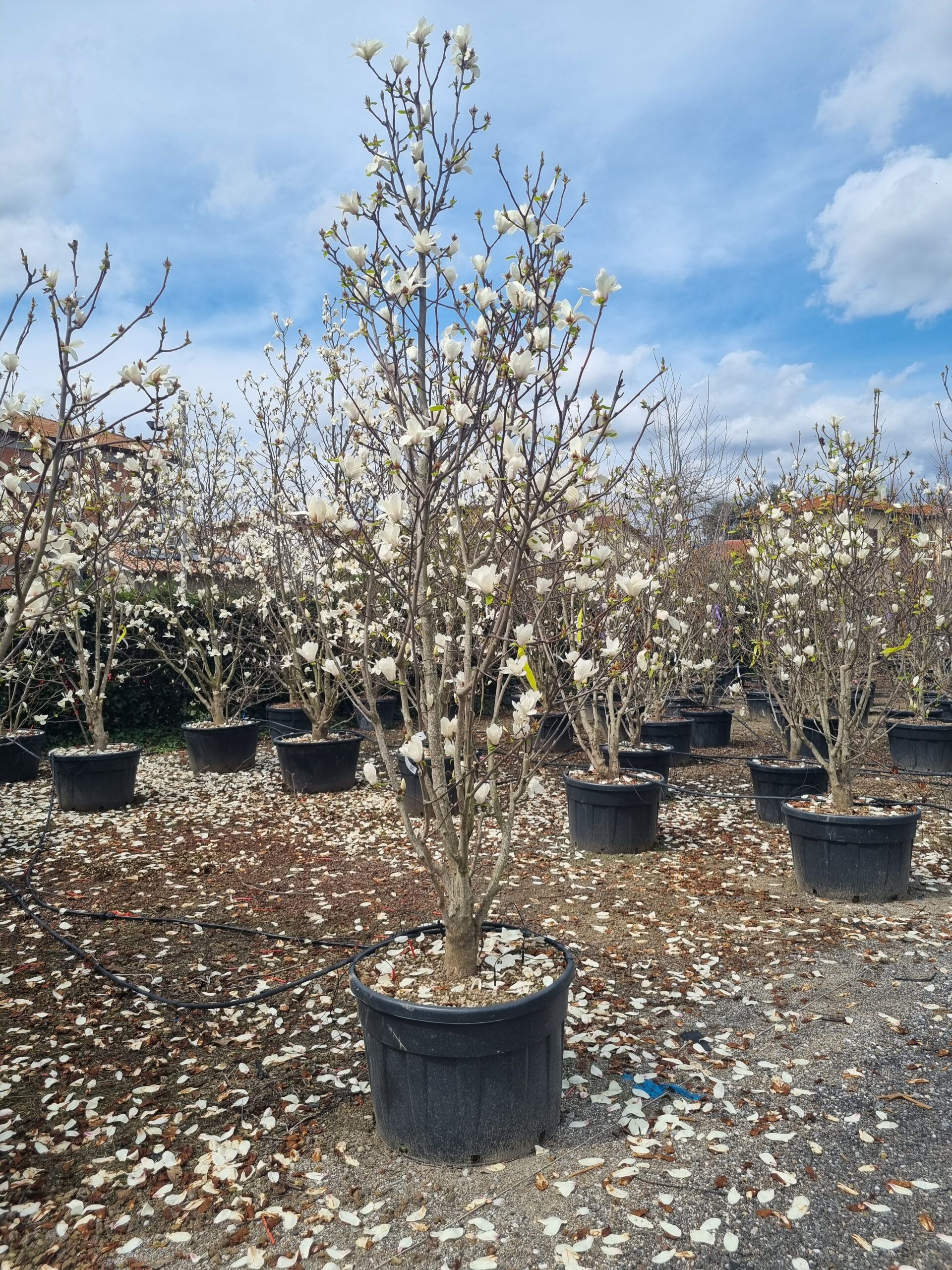 1680852775 Magnolia Elisa Odenwald new clt 230 300 350 scaled 582716ef