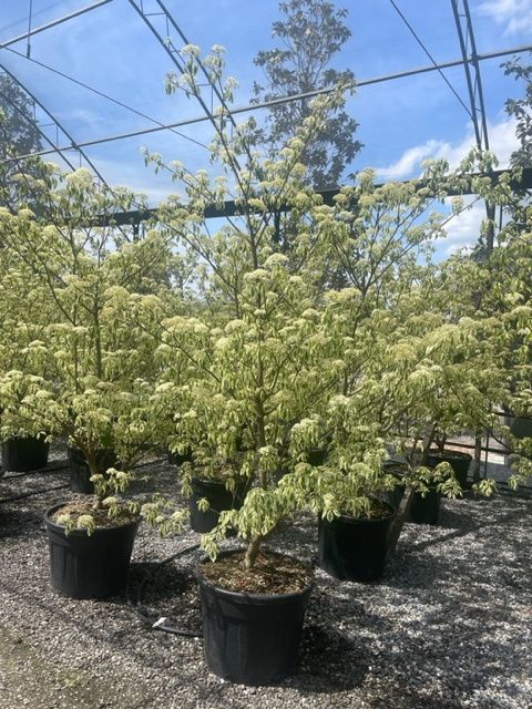 1683003250 CORNUS CONTR. VARIEGATA 2 2.50 58e5aa08
