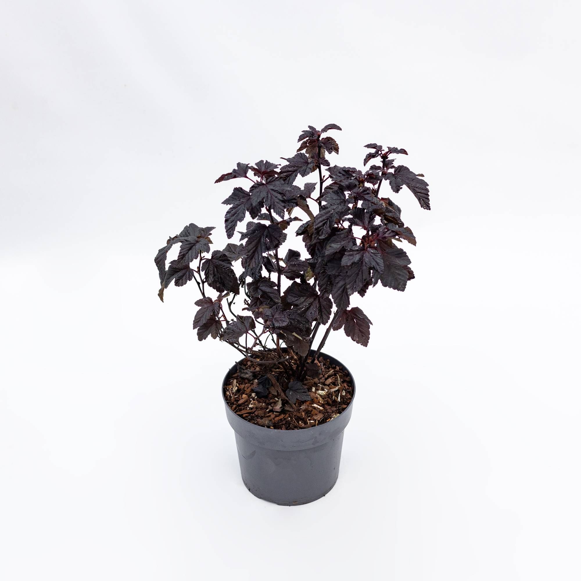 PHYSOCARPUS opulifolios 'Rubella' ®