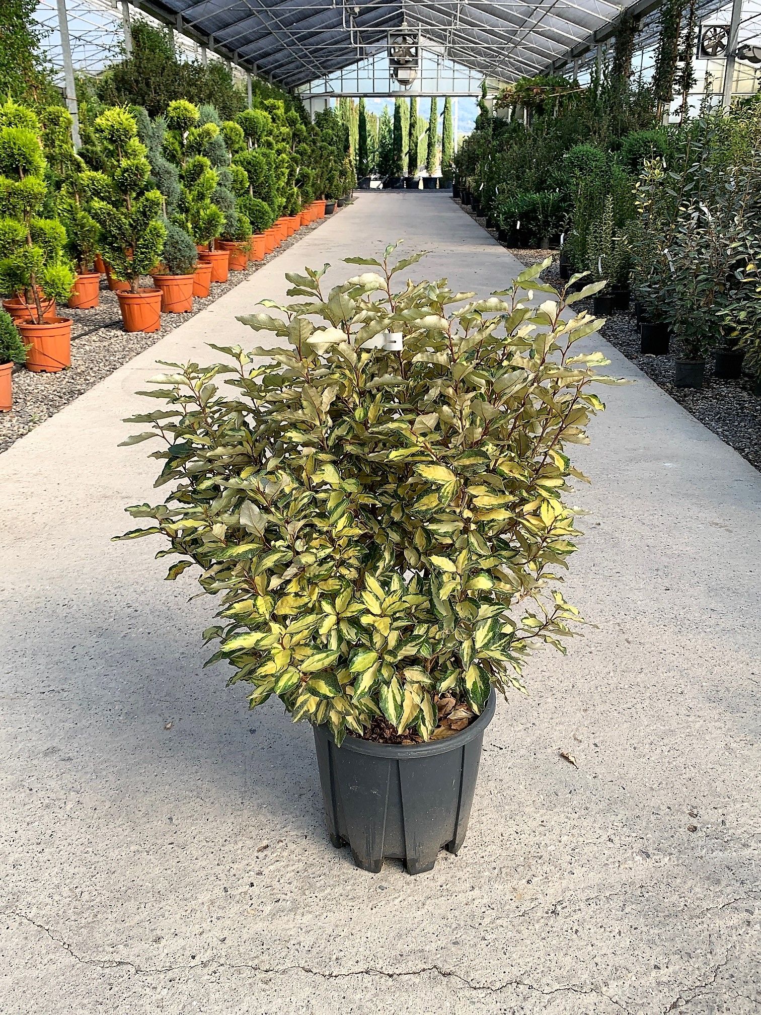 1635862933 MARY 593e286a