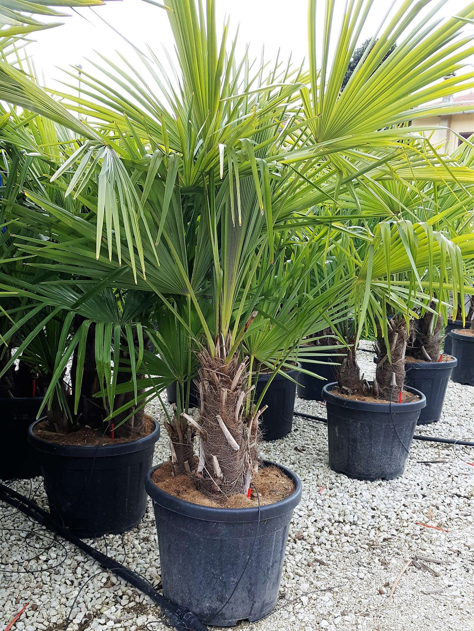 1637252615 trafo 591244c4