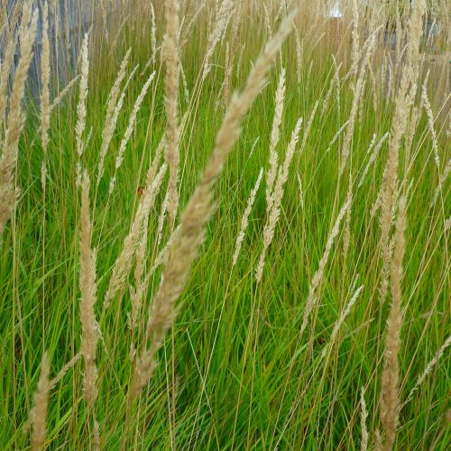 CALAMAGROSTIS x acutiflora 'Karl Foerster'