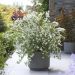 Philadelphus Petite Perfume White 14 scaled 59a39ace