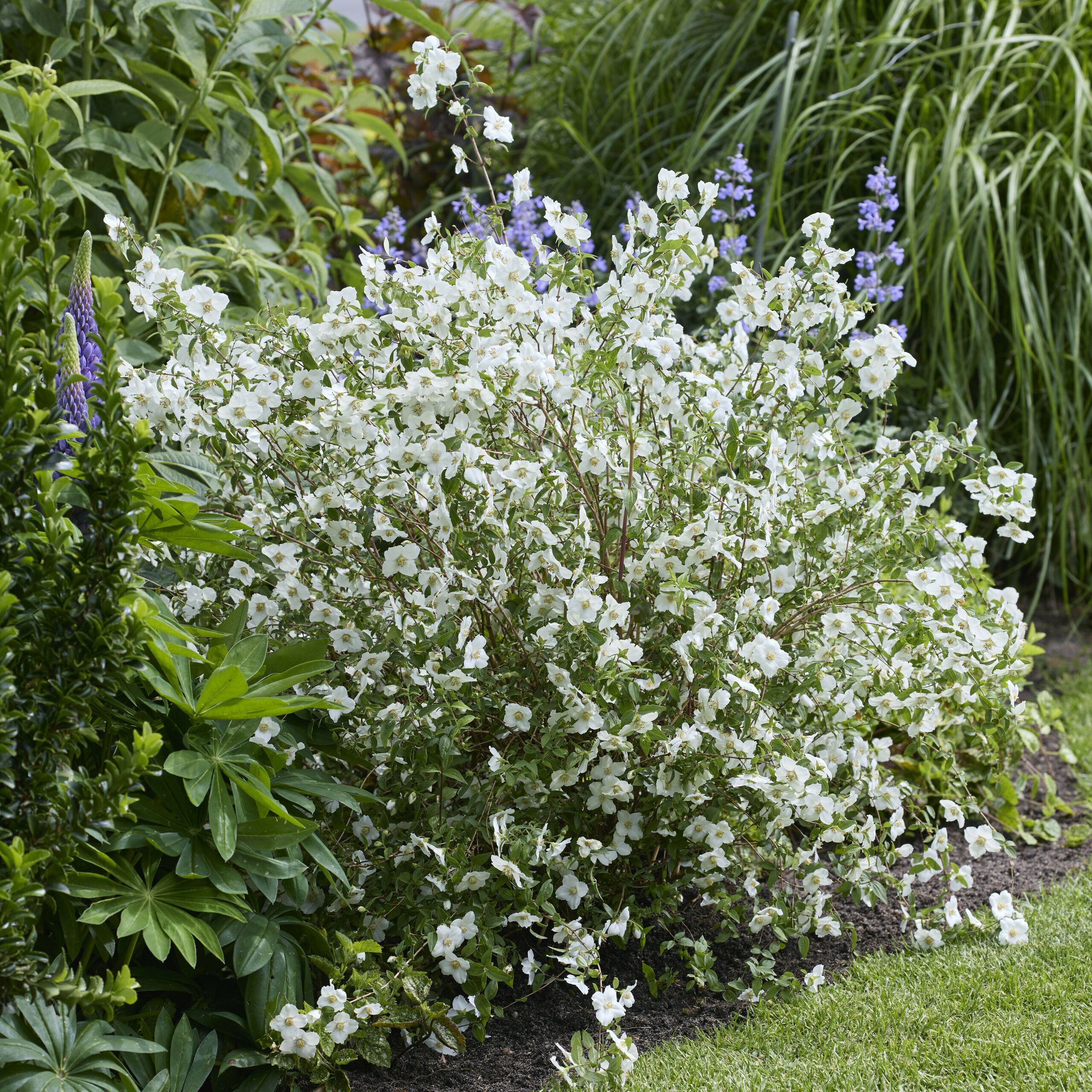 Philadelphus Petite Perfume White 17 scaled 590b84e9