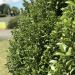 Pittosporum Irish Luck 8 scaled 59a73c5e