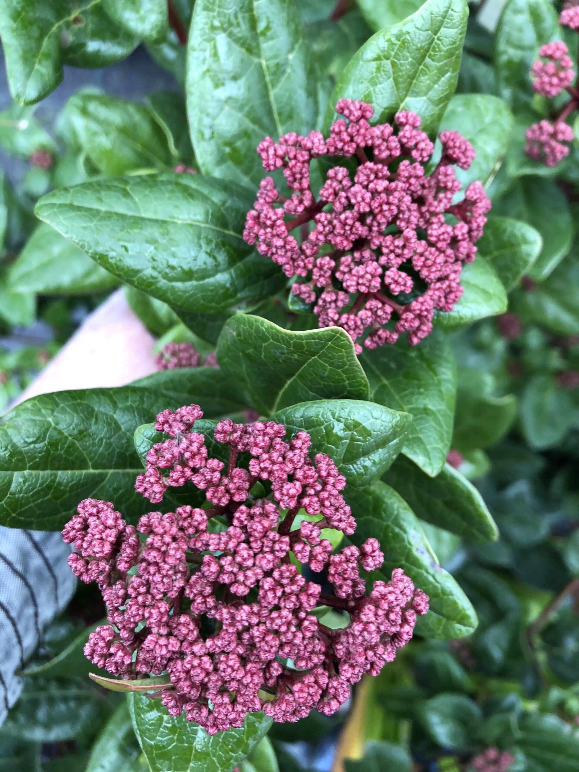 Viburnum Rock n Rolla 2 scaled 5920290f