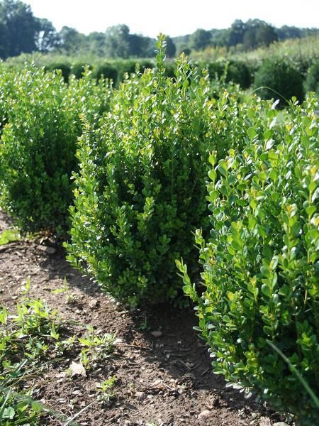 BUXUS 'NewGen Freedom'