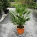 1616581479 CHAMAEROPS HUMILIS 5a50398b