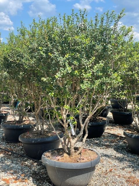 1661862056 OSMAREA 175 200 5a14949d