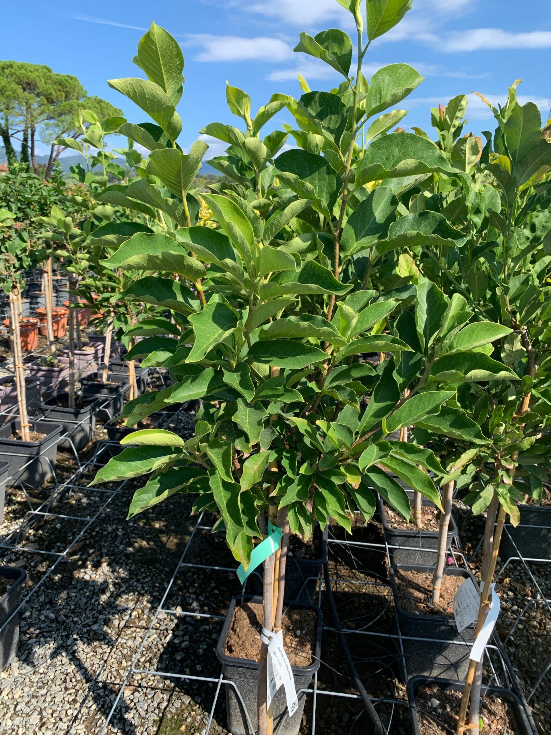 1662108231 scaled 5a476682