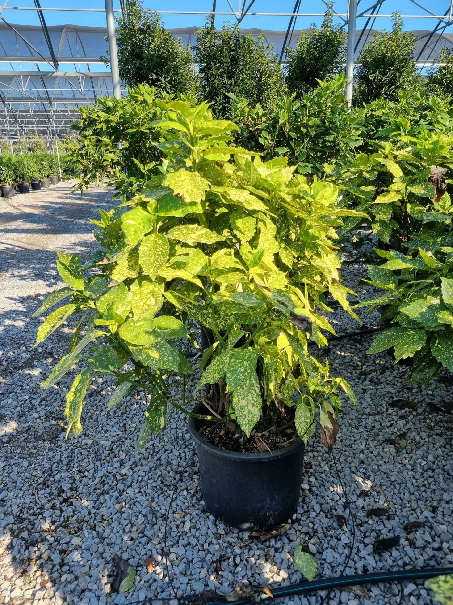 1664978716 scaled 5ae81f20