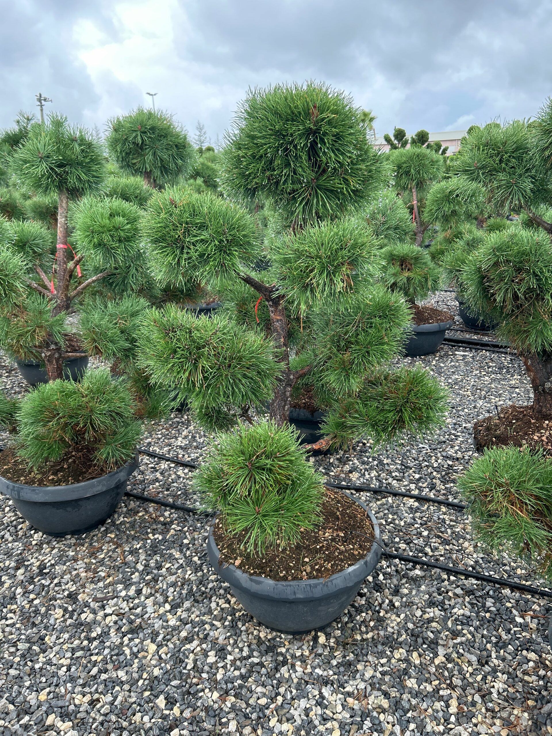 1698158889 scaled 5a6e386f