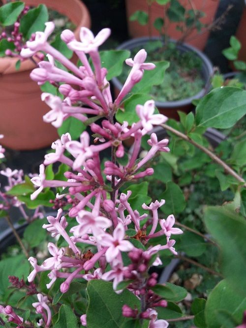 SYRINGA bloomerang 'Pink Perfume' ®
