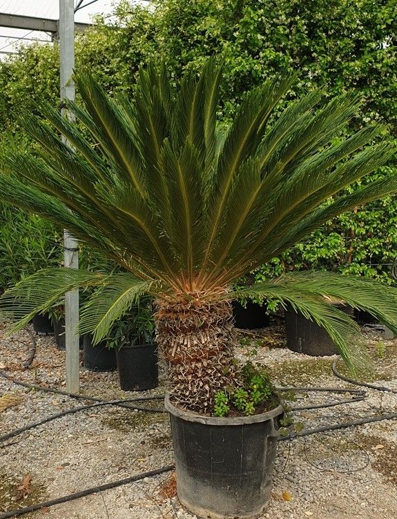 1611216148 Cycas Revoluta tronc 50 60 5 5baac735