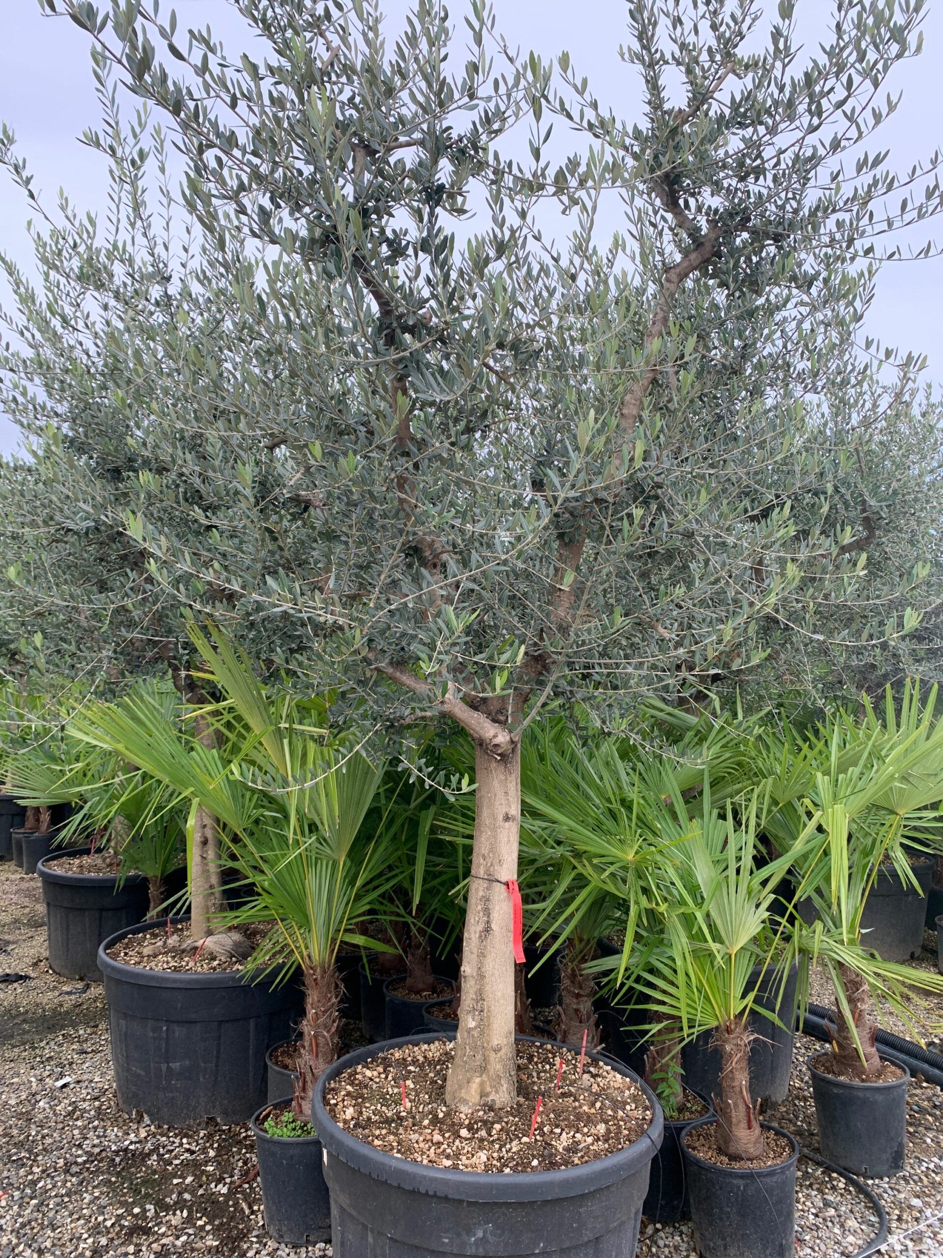 1636103432 scaled 5bd8bd46