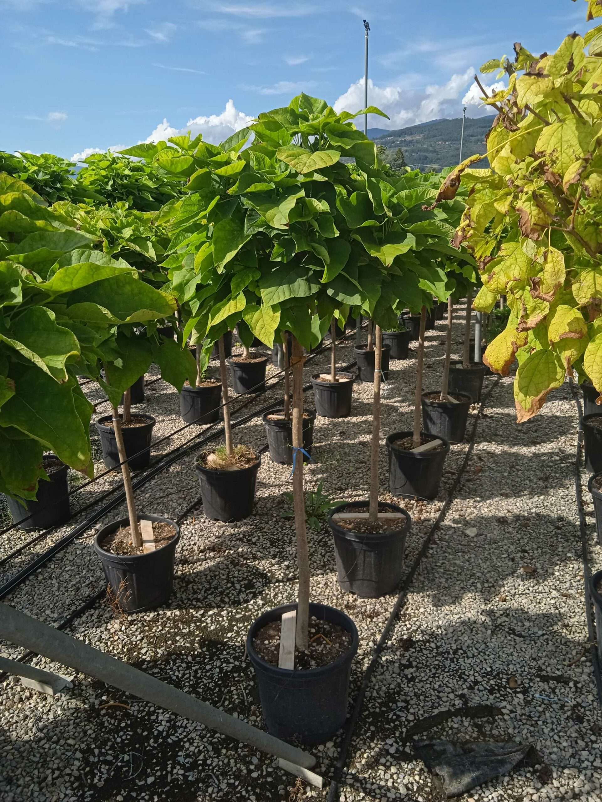 1662041093 scaled 5b418004