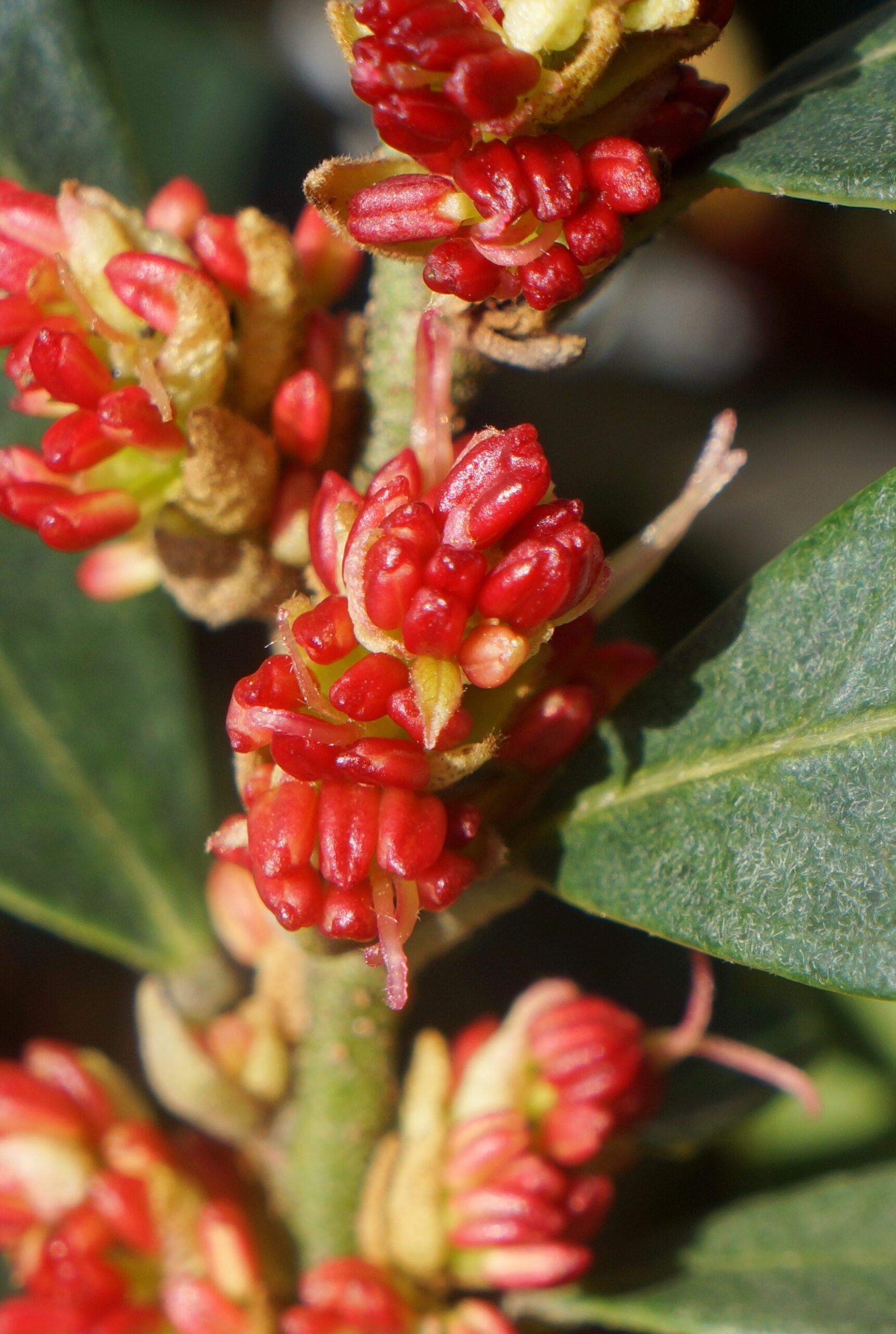 DISTYLIUM 'Blu cascade'