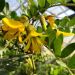 SOPHORA microphylla 'sun King'