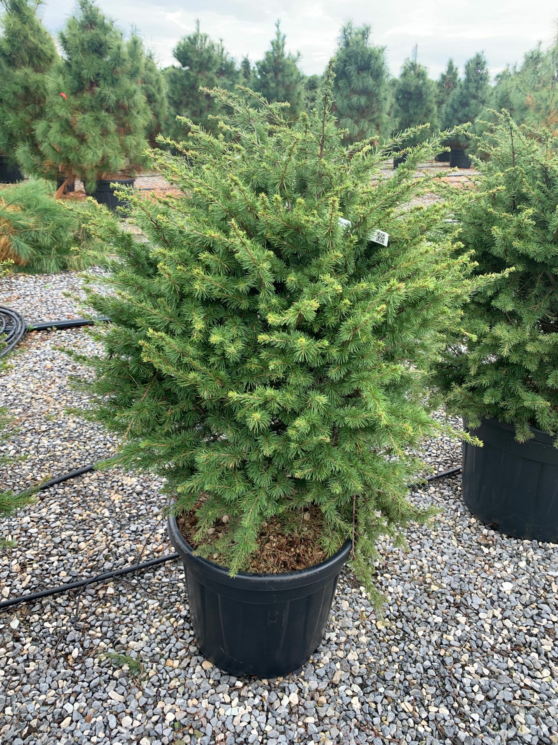 1636976408 scaled 5cebfa8e