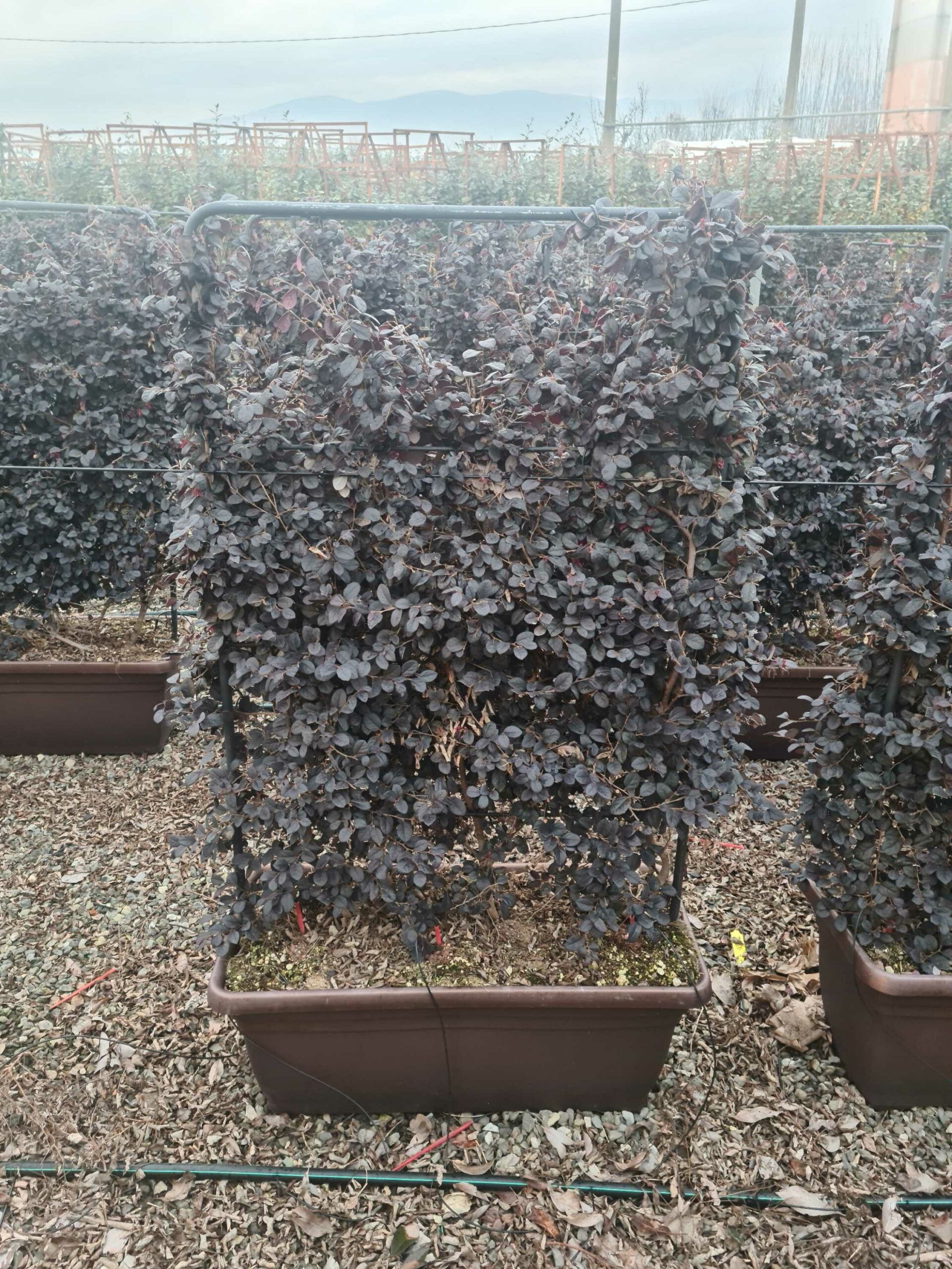 1640097800 scaled 5c2172b4