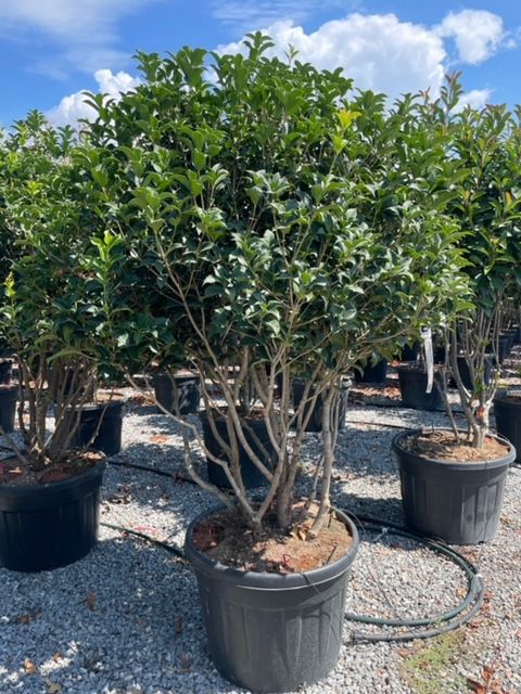 1661591187 OSMANTHUS FORTUNEI 150 175 5cfdf0bf
