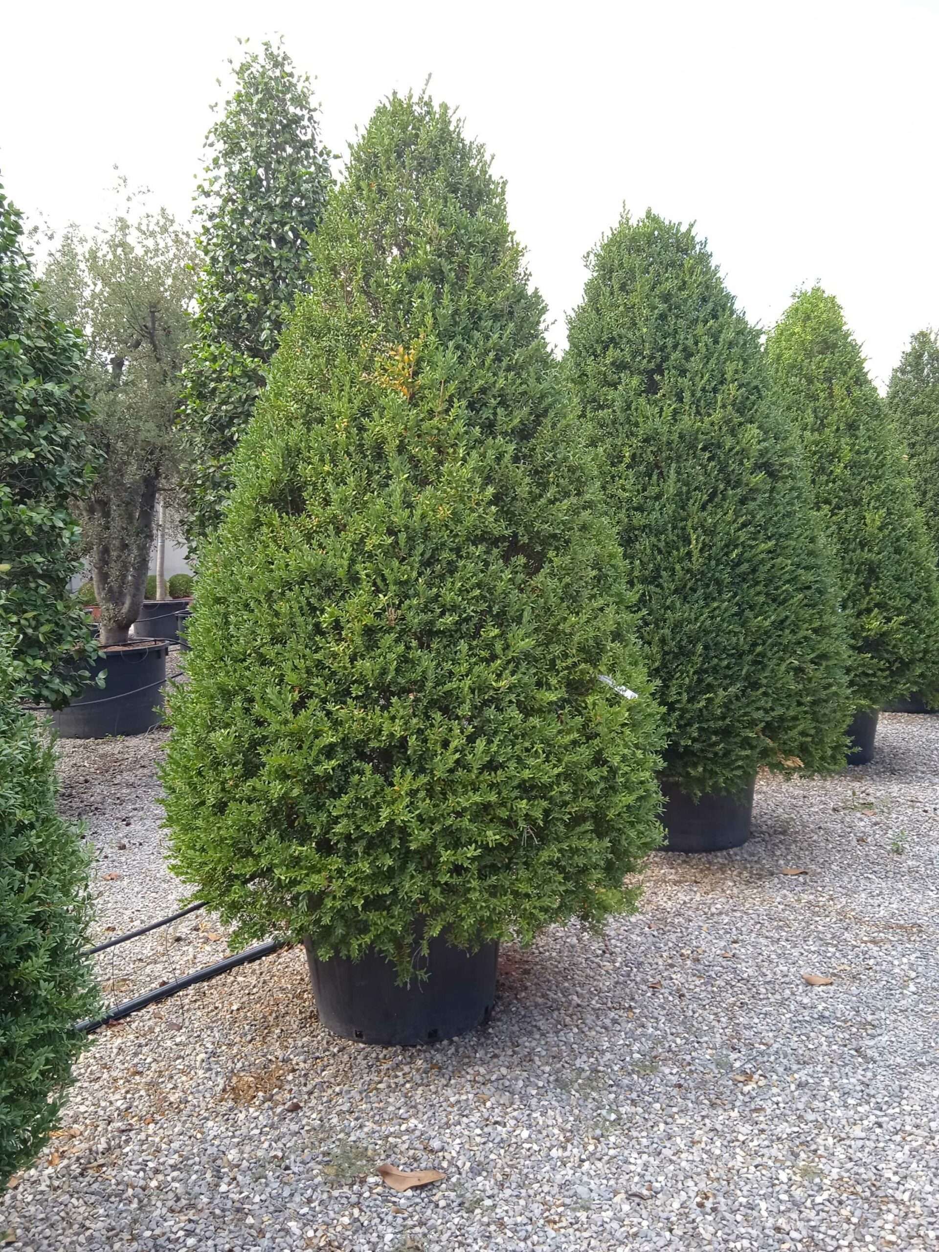 1661781706 scaled 5c37b187