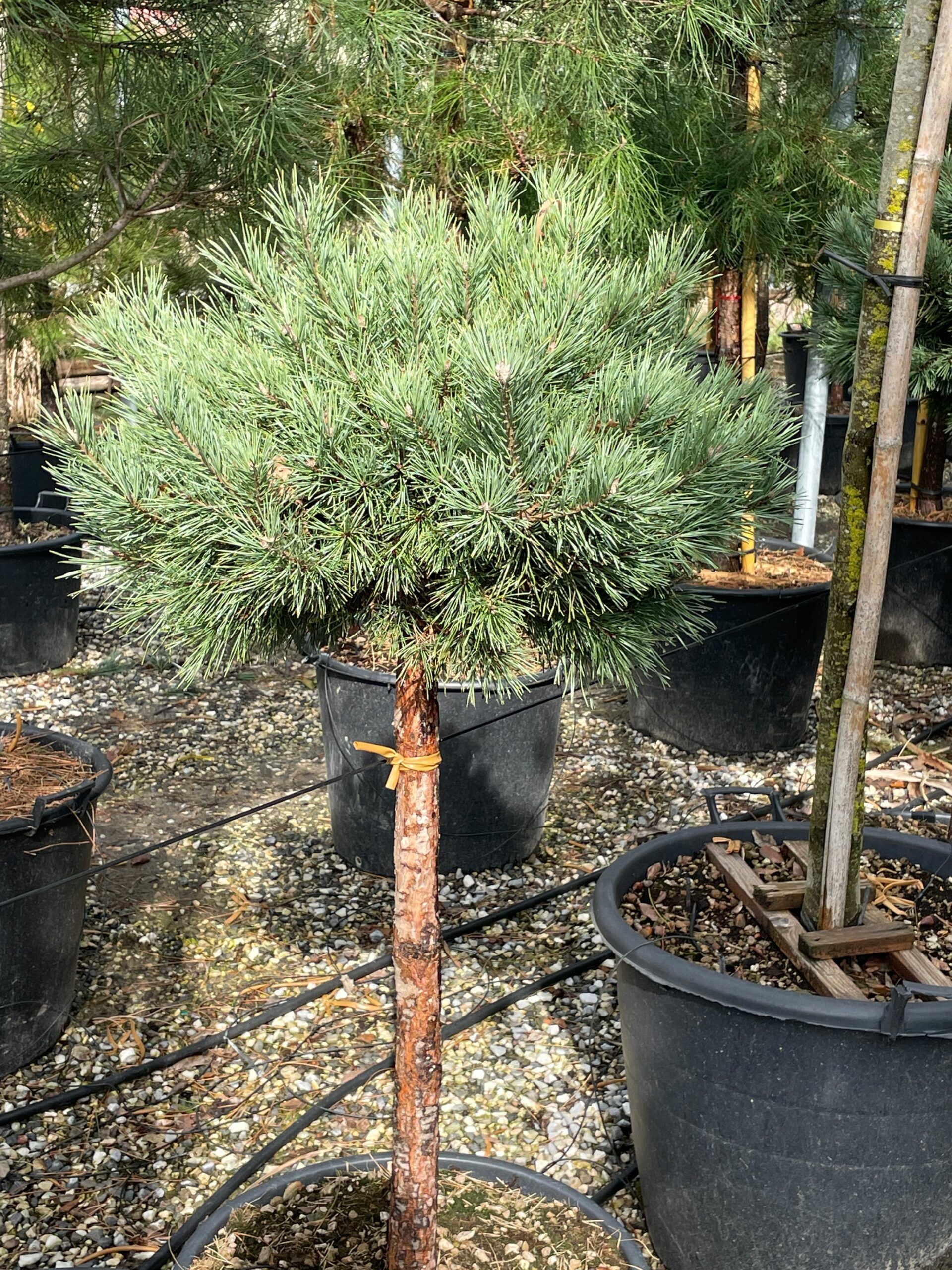 1678267261 scaled 5cd7618d