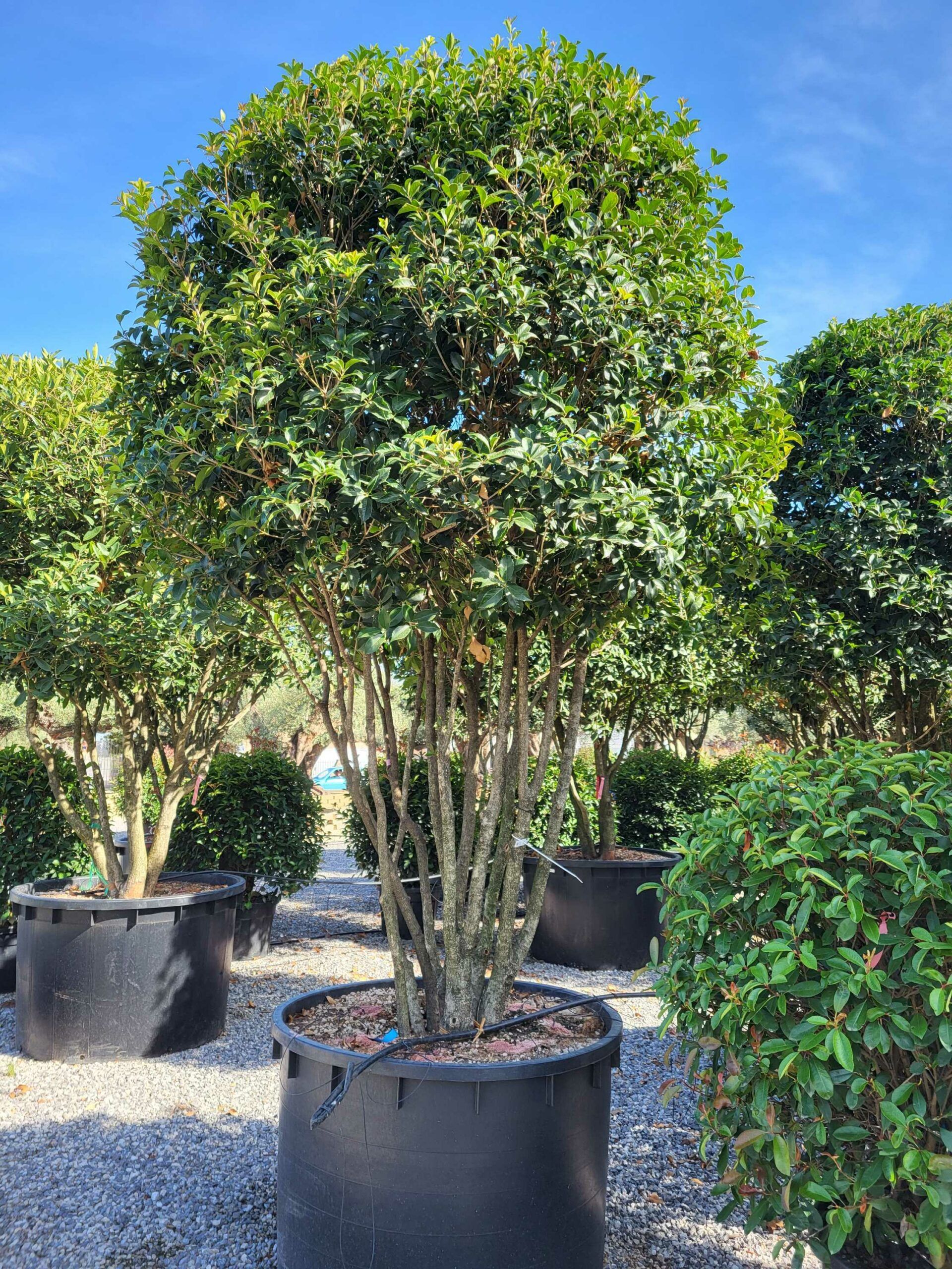 1691594051 scaled 5cf6192d